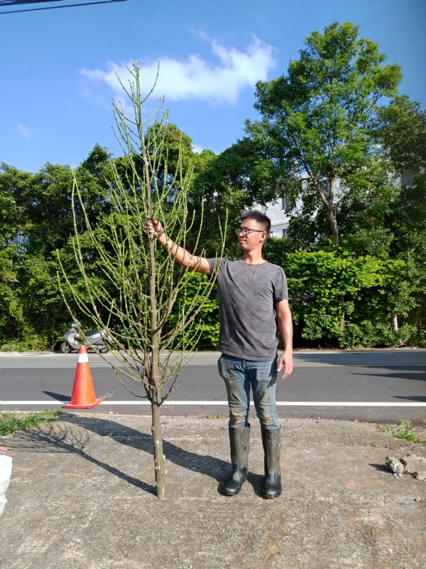 jeff的第二张照片--华安征婚网